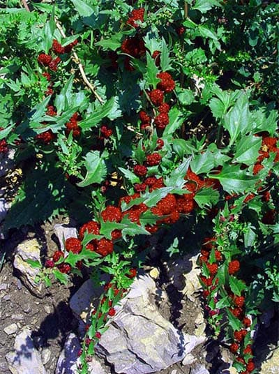 Chenopodium capitatum